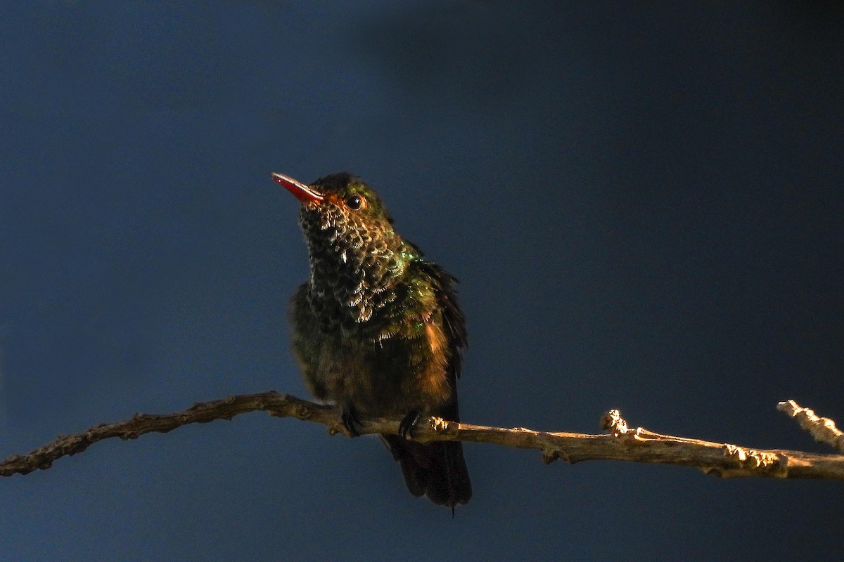 Rufous-tailed Hummingbird - ML616048245