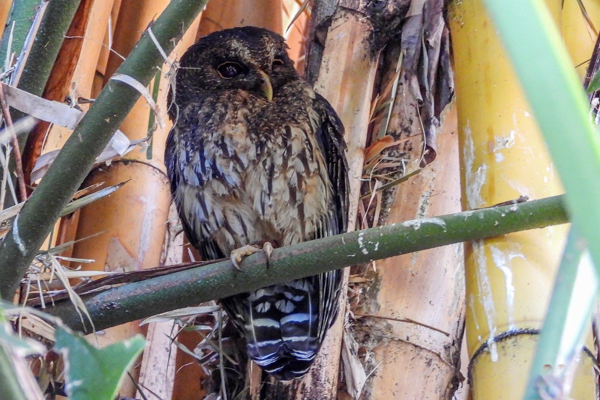 Mottled Owl - ML616048255