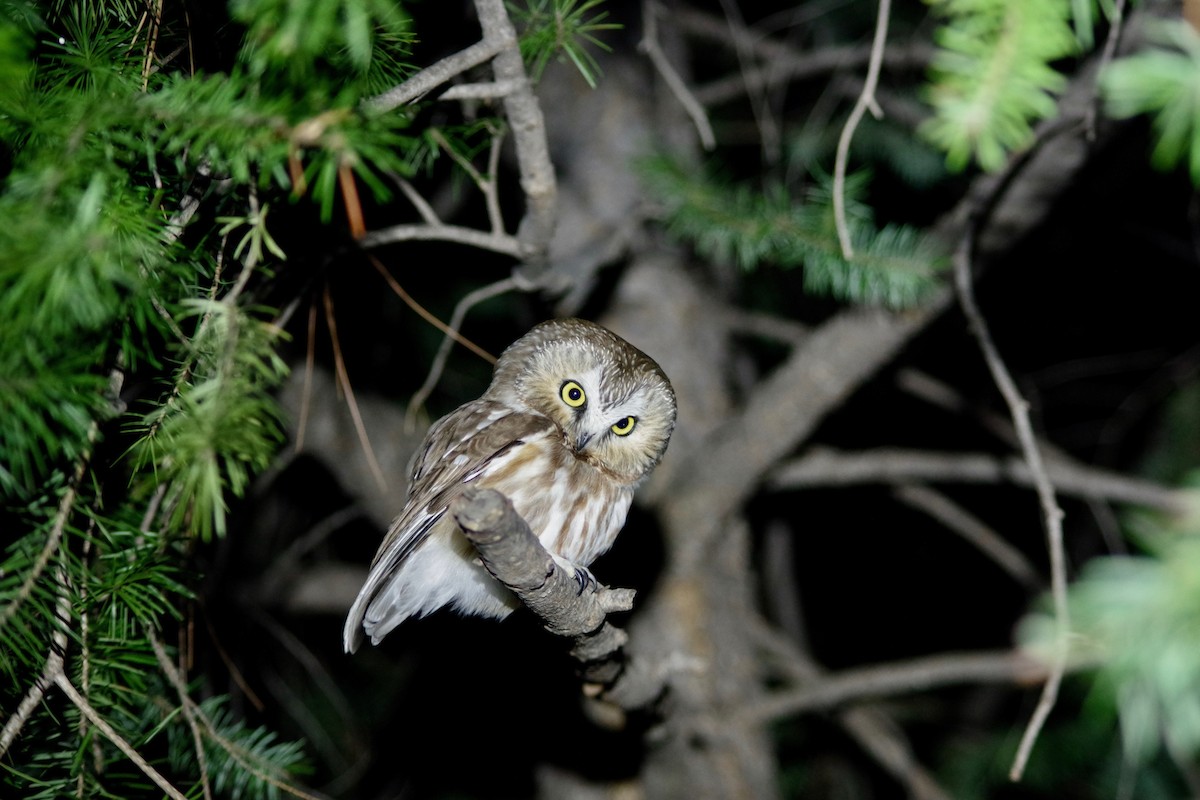 Northern Saw-whet Owl - Alex Patia
