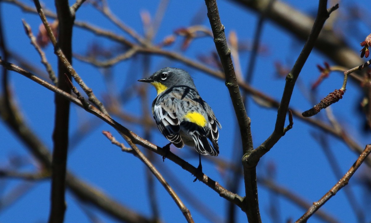 Yellow-rumped Warbler (Audubon's) - Nels Nelson