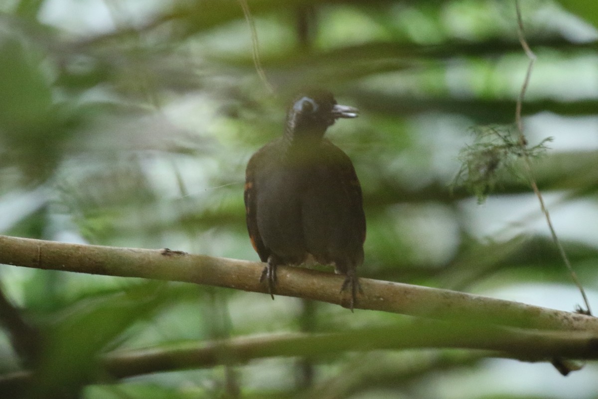 Wing-banded Antbird (Buff-banded) - James (Jim) Holmes