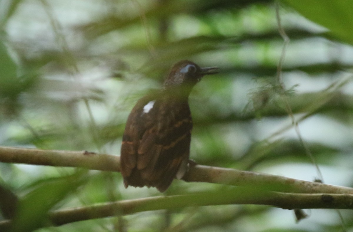 Wing-banded Antbird (Buff-banded) - ML616048504