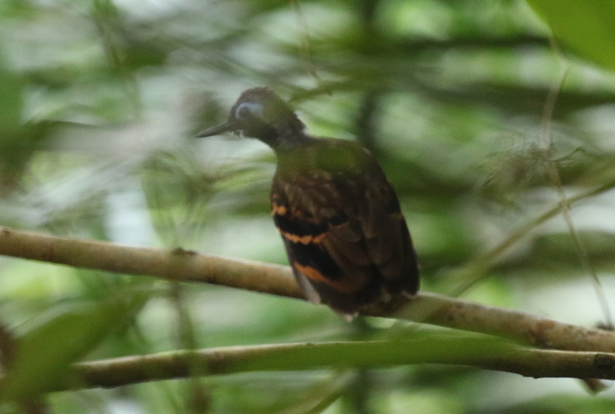 Wing-banded Antbird (Buff-banded) - ML616048506