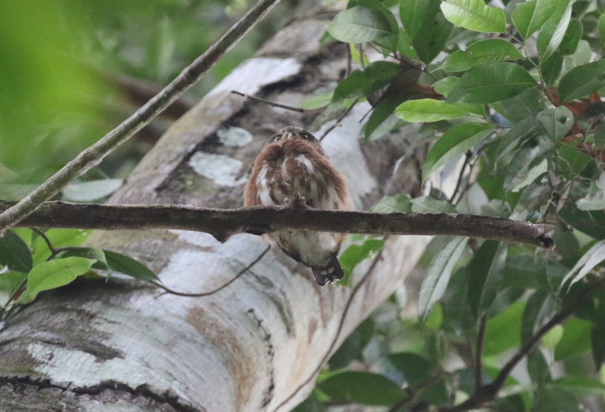 Central American Pygmy-Owl - James (Jim) Holmes