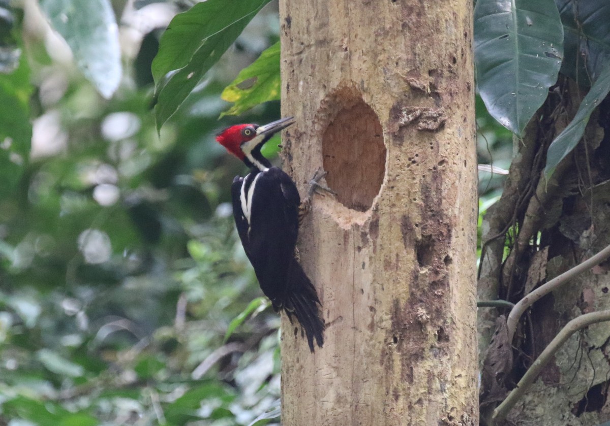 Crimson-crested Woodpecker - ML616048562