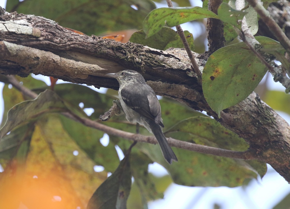 Double-banded Graytail - ML616048584
