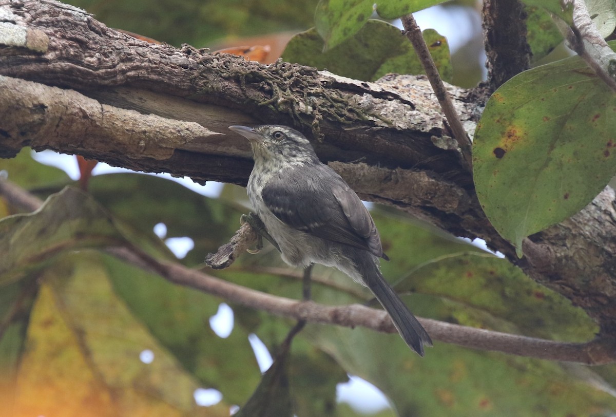 Double-banded Graytail - James (Jim) Holmes