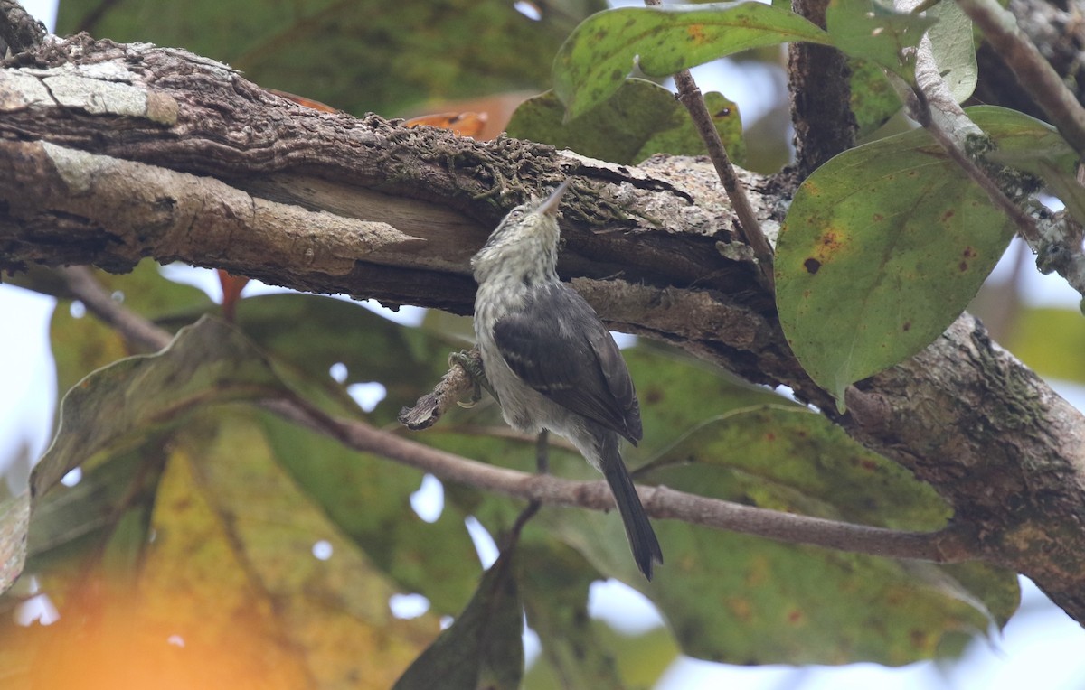Double-banded Graytail - ML616048591