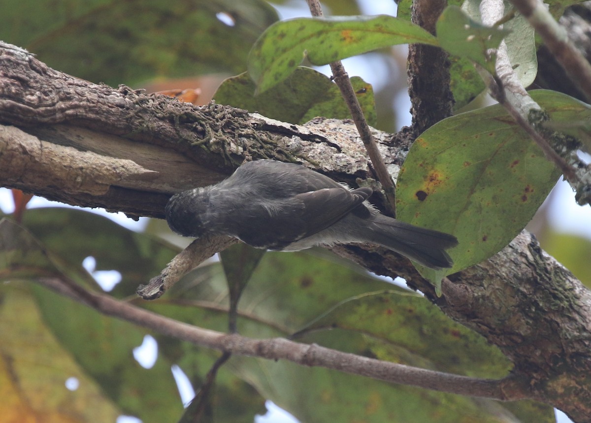Double-banded Graytail - ML616048594