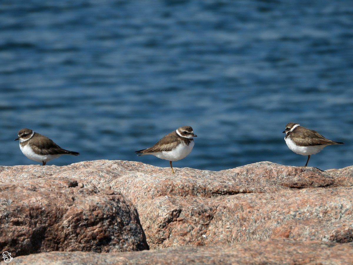 Semipalmated Plover - ML616048710