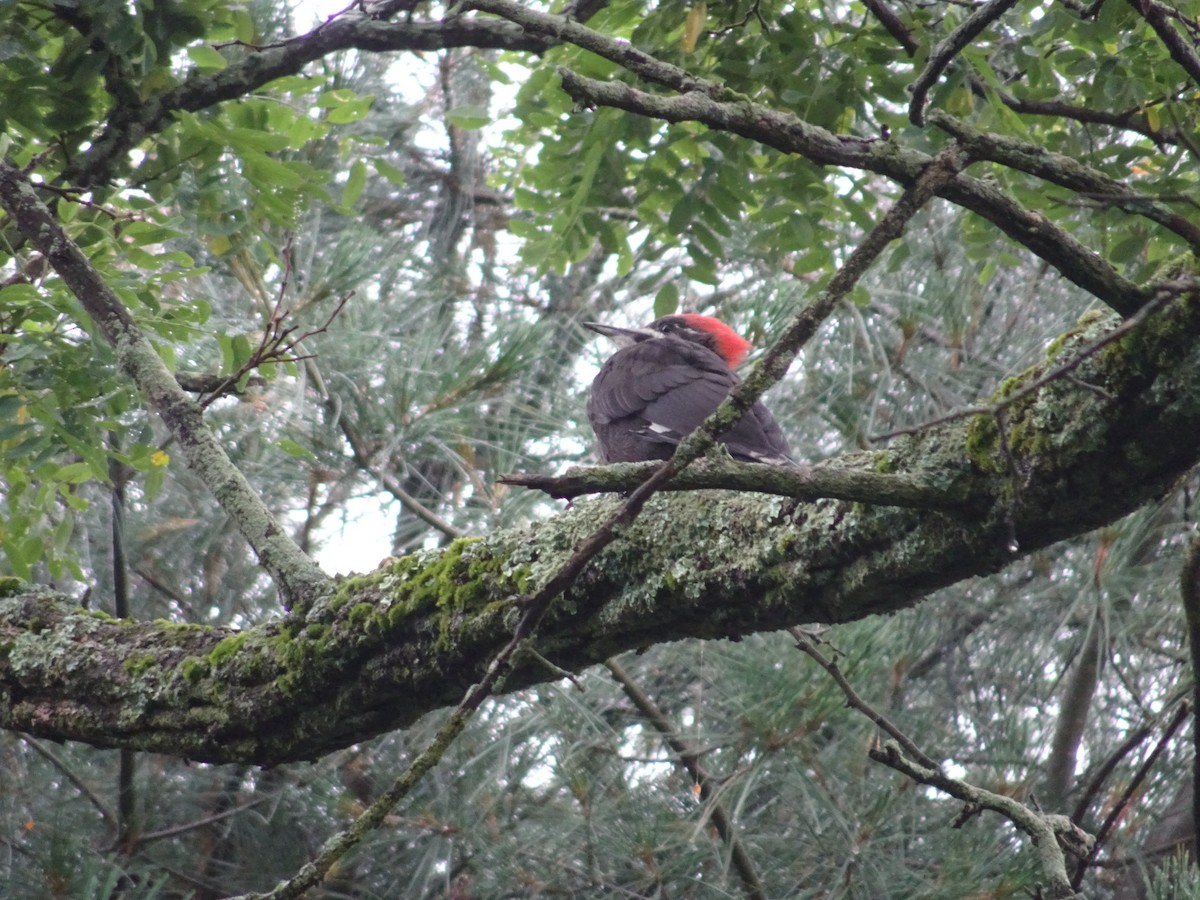 Pileated Woodpecker - ML616048734