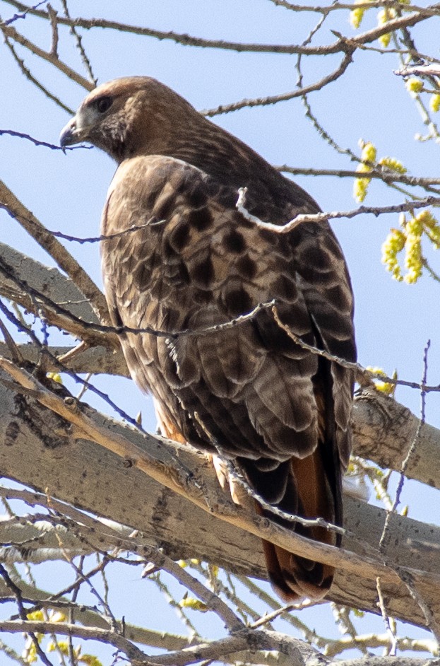 Red-tailed Hawk - ML616048763