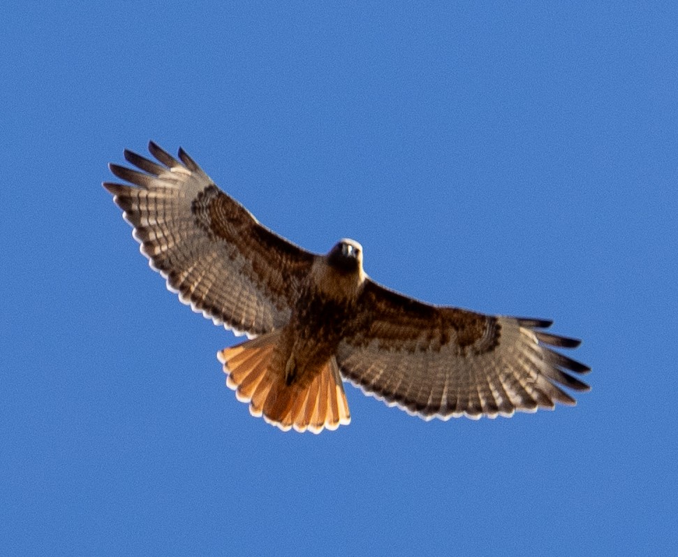 Red-tailed Hawk - ML616048765