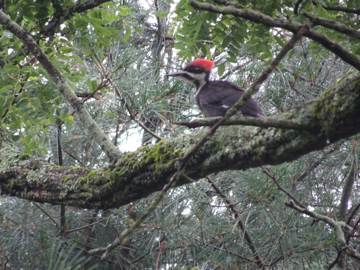 Pileated Woodpecker - ML616048766