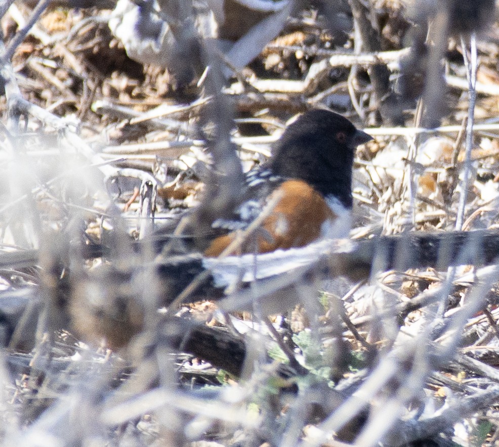 Spotted Towhee - ML616048770