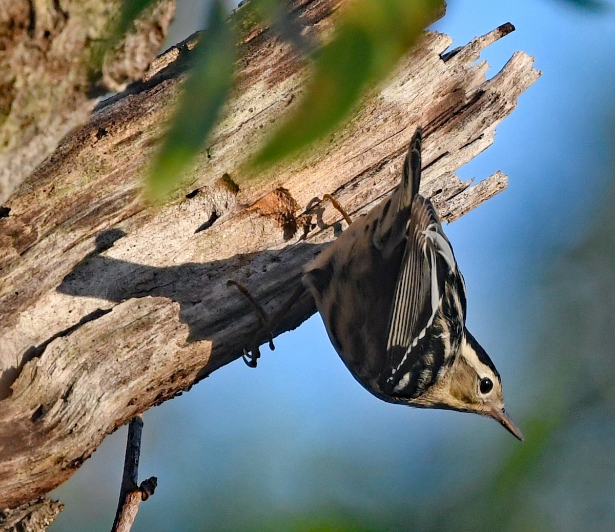 Black-and-white Warbler - ML616048838