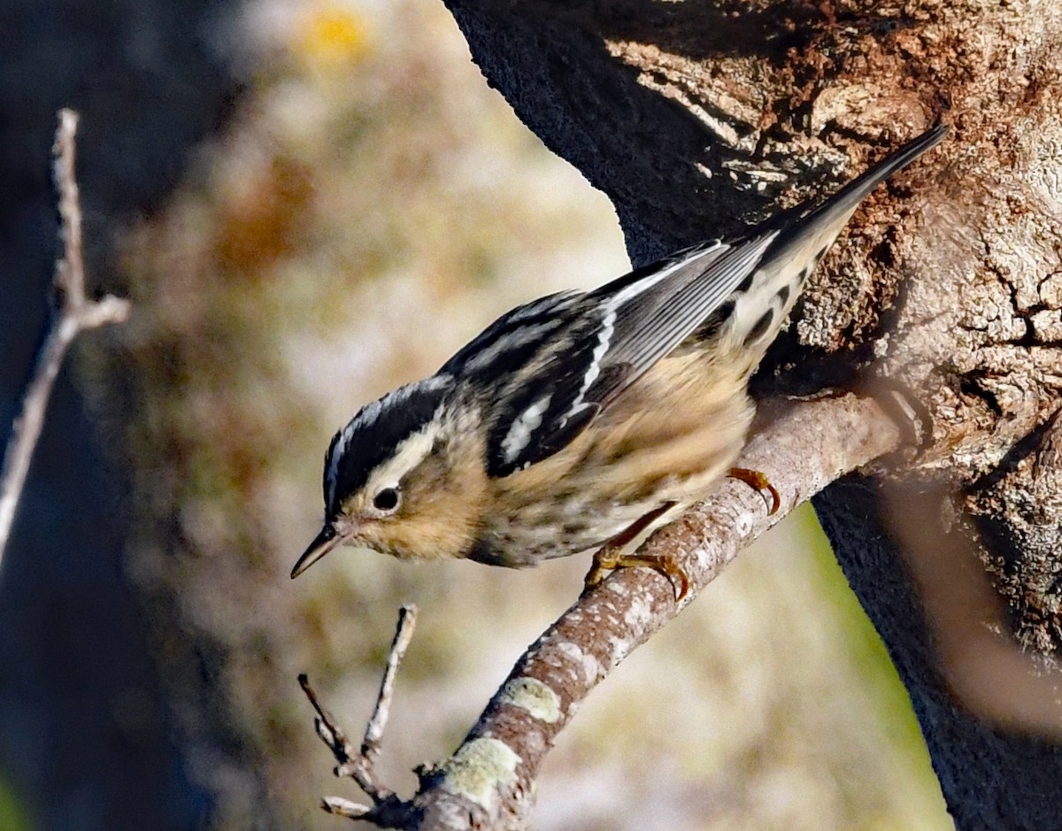 Black-and-white Warbler - ML616048839