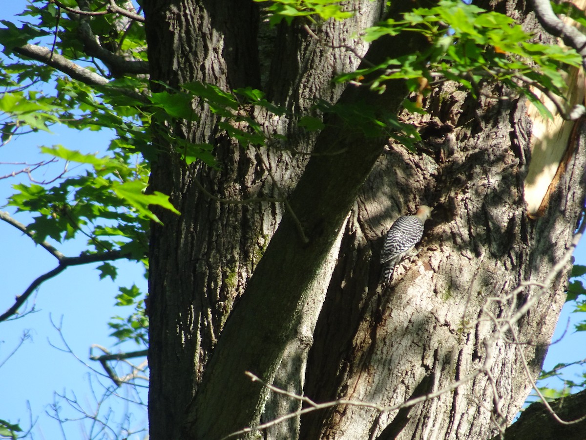 Red-bellied Woodpecker - ML616048878