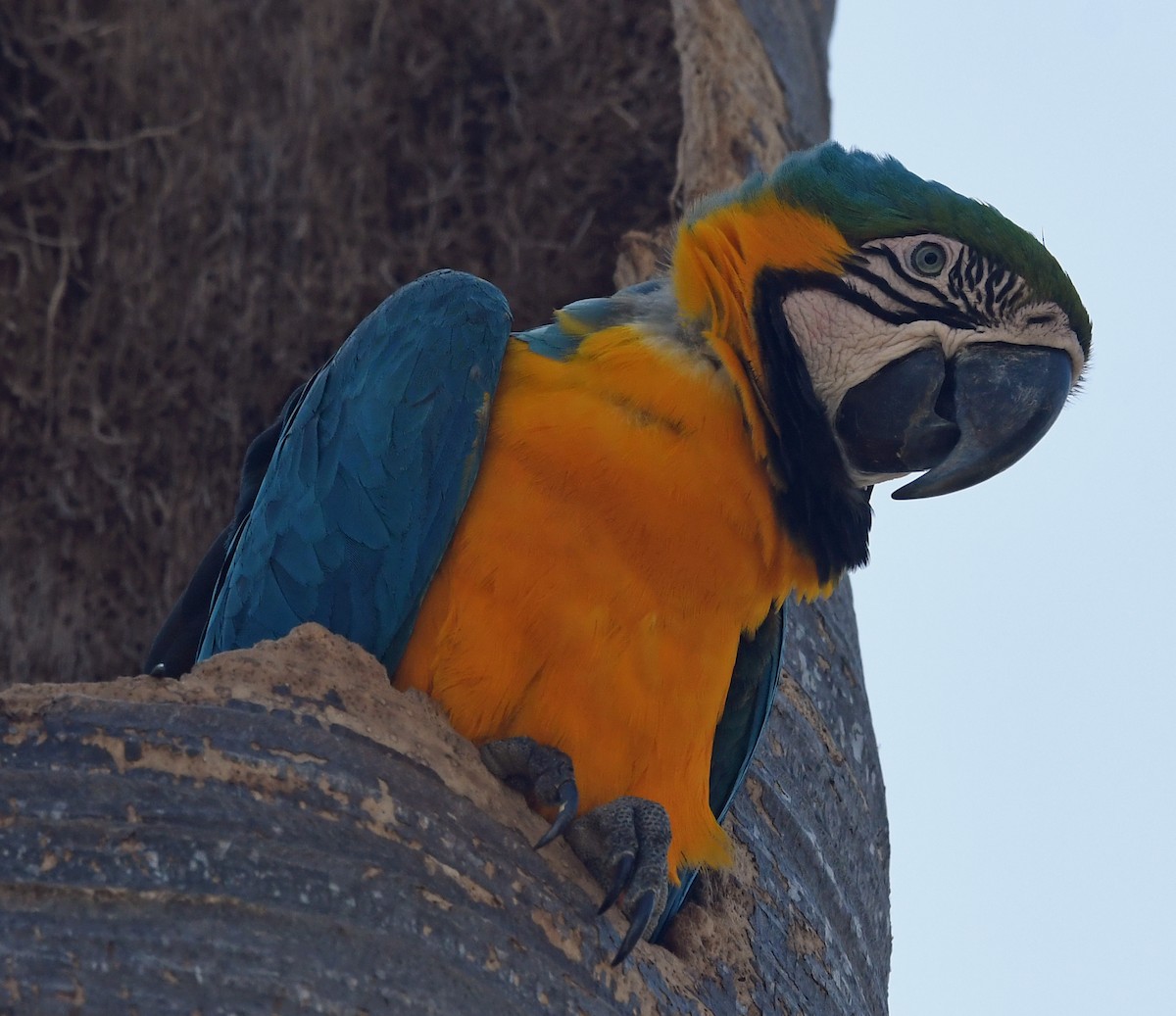Blue-and-yellow Macaw - ML616048894
