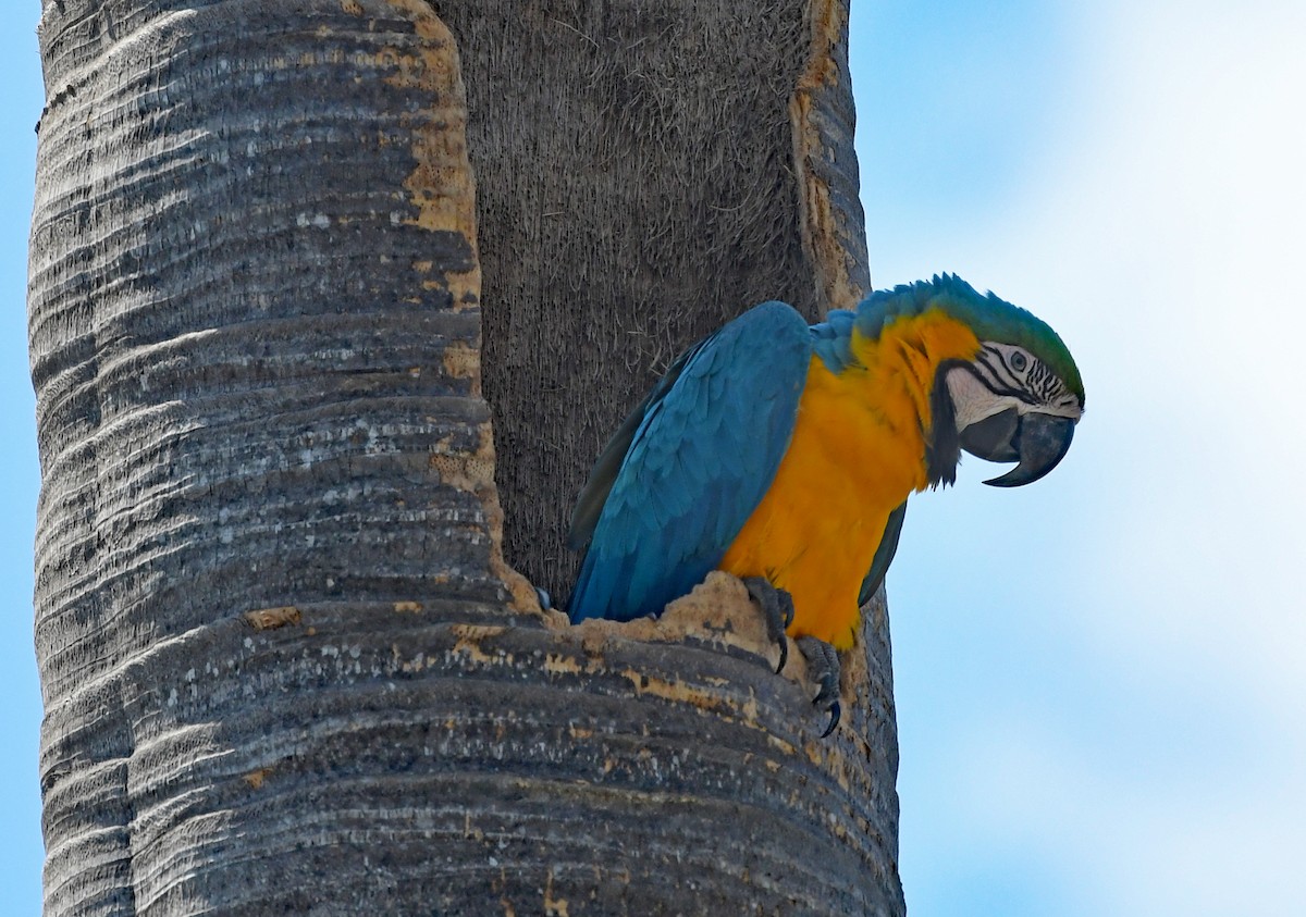 Blue-and-yellow Macaw - ML616048895