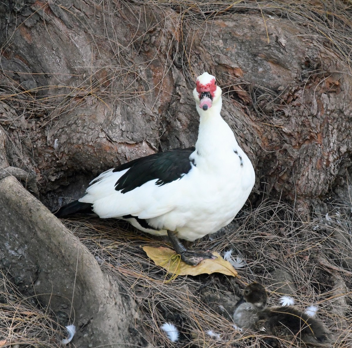Muscovy Duck (Domestic type) - Richard Taylor