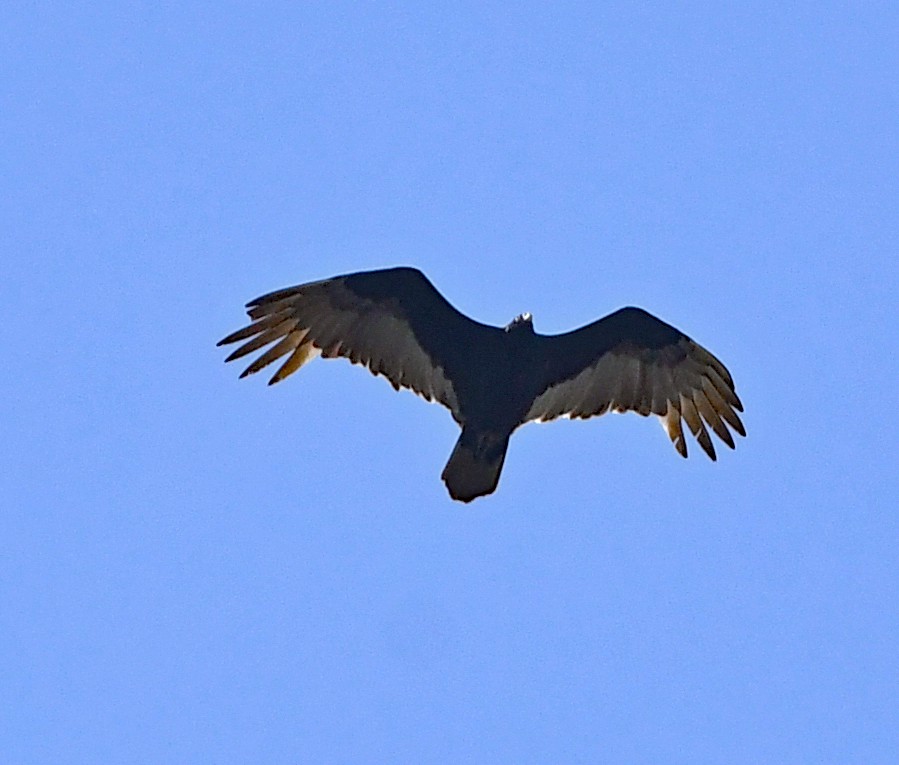 Turkey Vulture - ML616048908