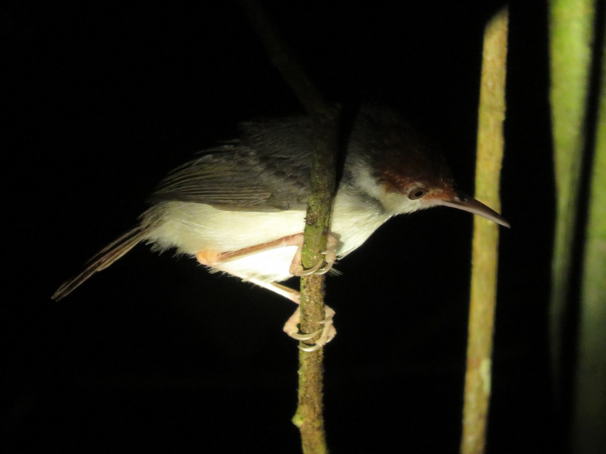 Rufous-tailed Tailorbird - ML616049011
