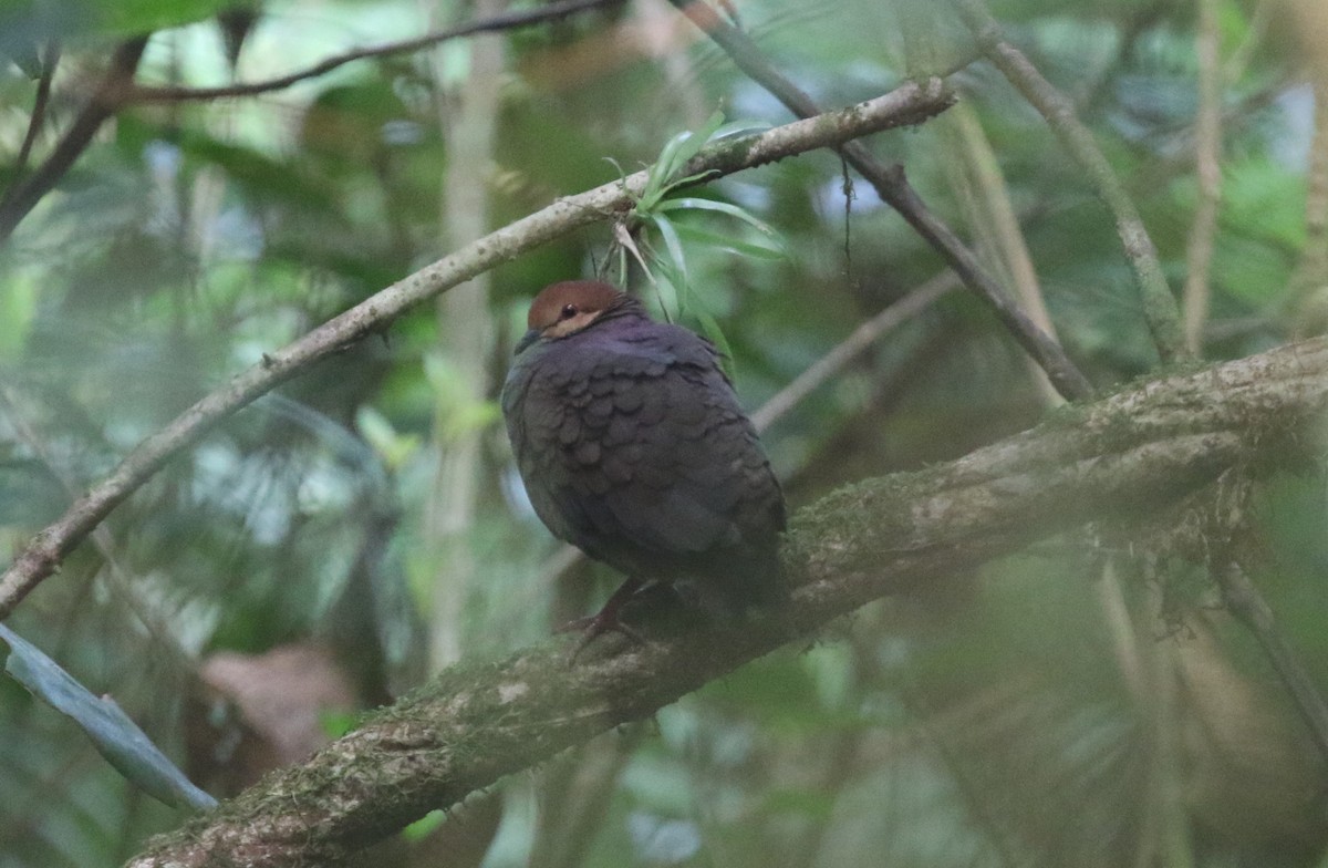 Russet-crowned Quail-Dove - ML616049101