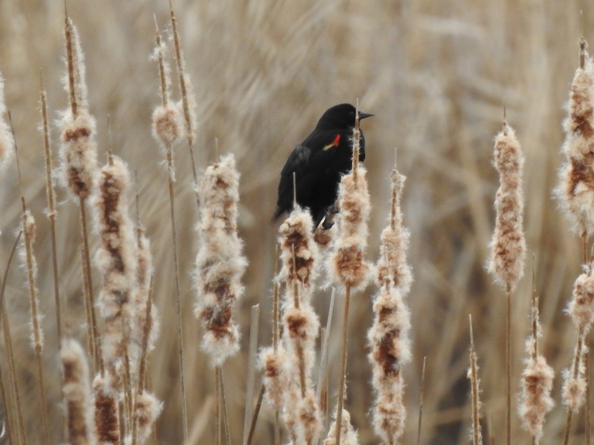 Red-winged Blackbird - ML616049109