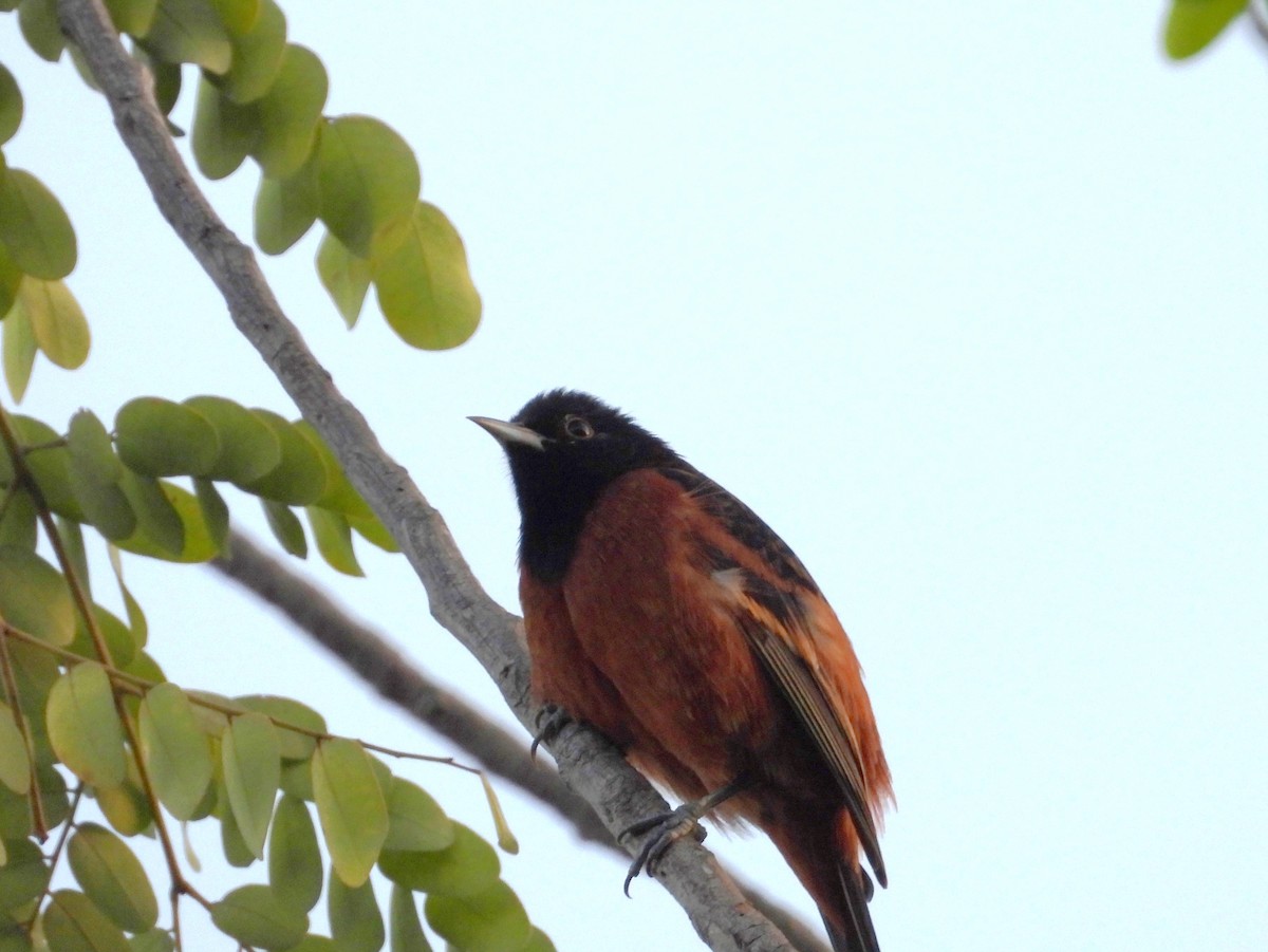 Orchard Oriole (Orchard) - ML616049387