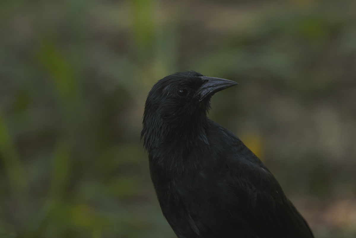 Chopi Blackbird - ML616049389
