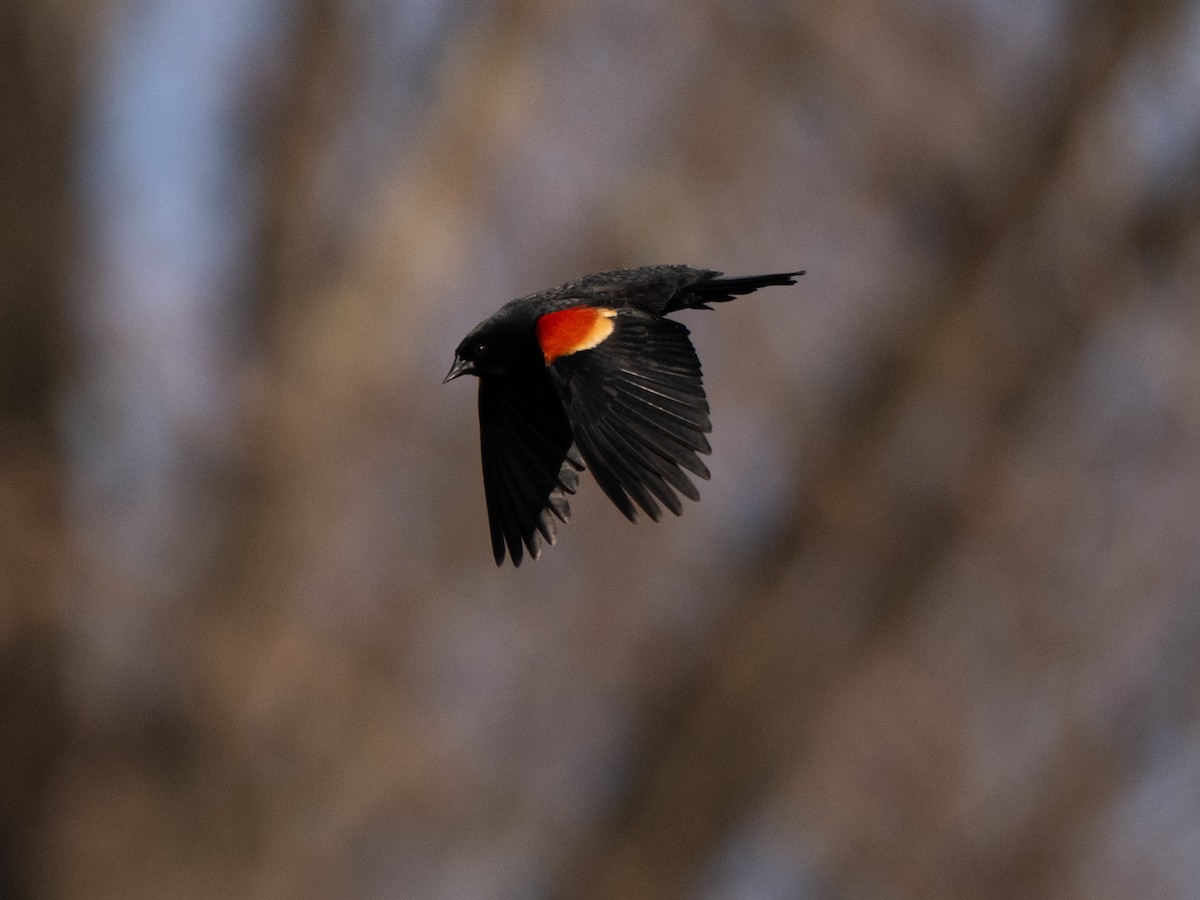 Red-winged Blackbird - ML616049407