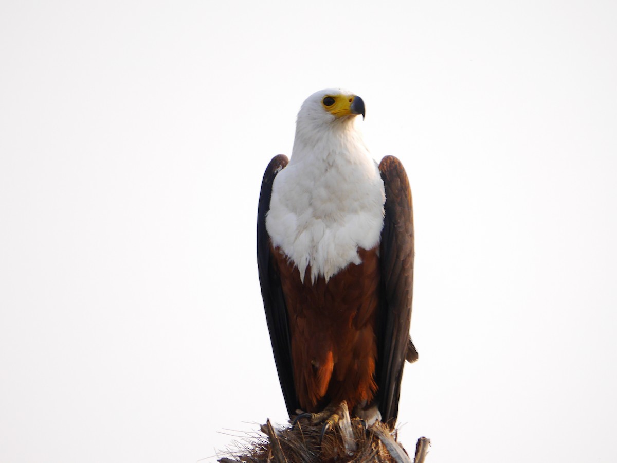 African Fish-Eagle - ML616049471