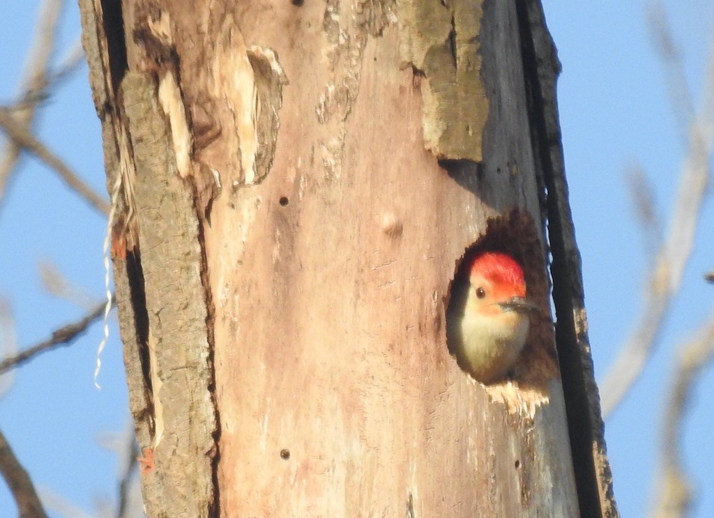 Red-bellied Woodpecker - ML616049610