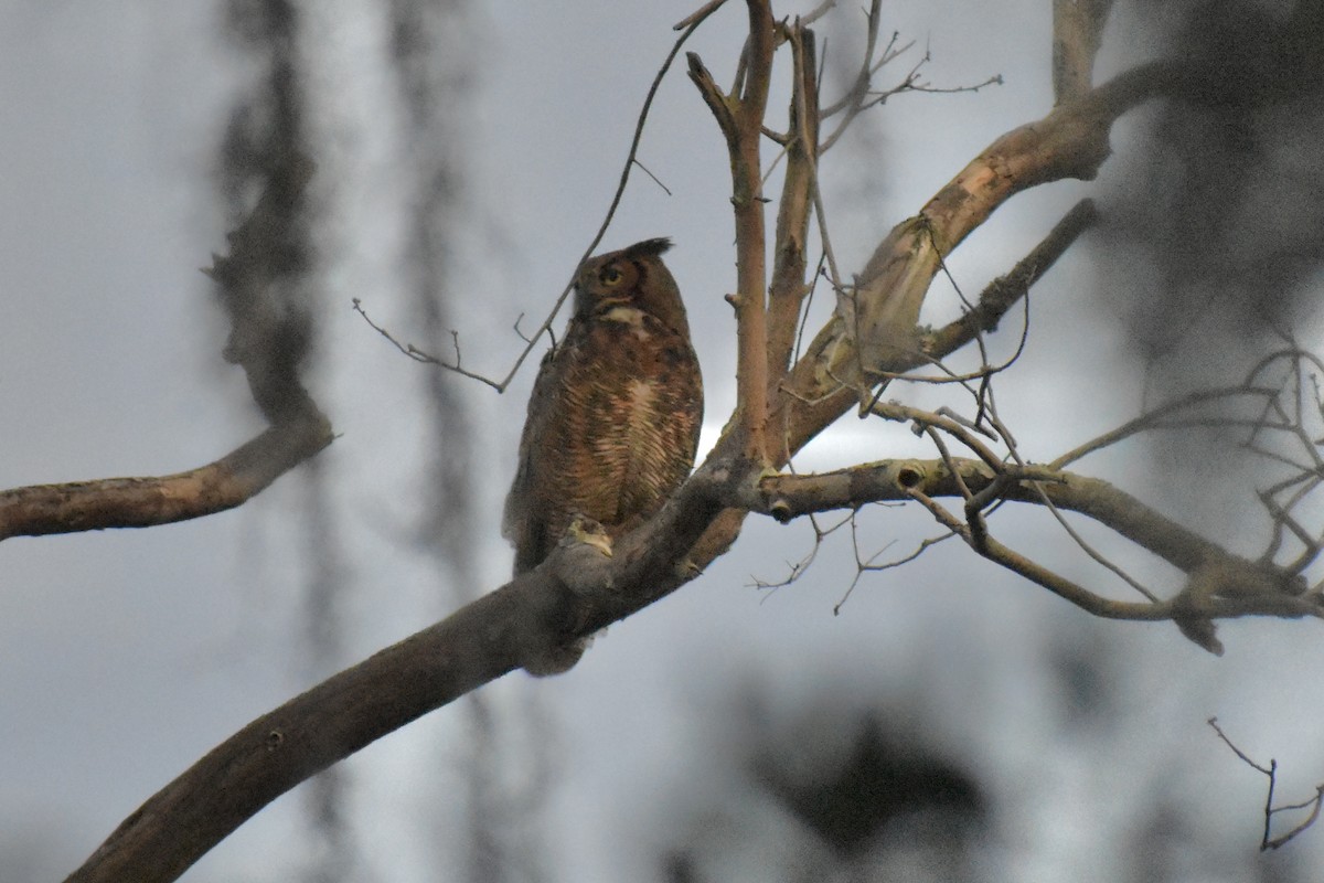 Great Horned Owl - ML616049682