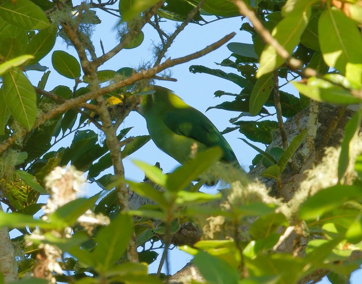 Northern Emerald-Toucanet (Wagler's) - ML616049820