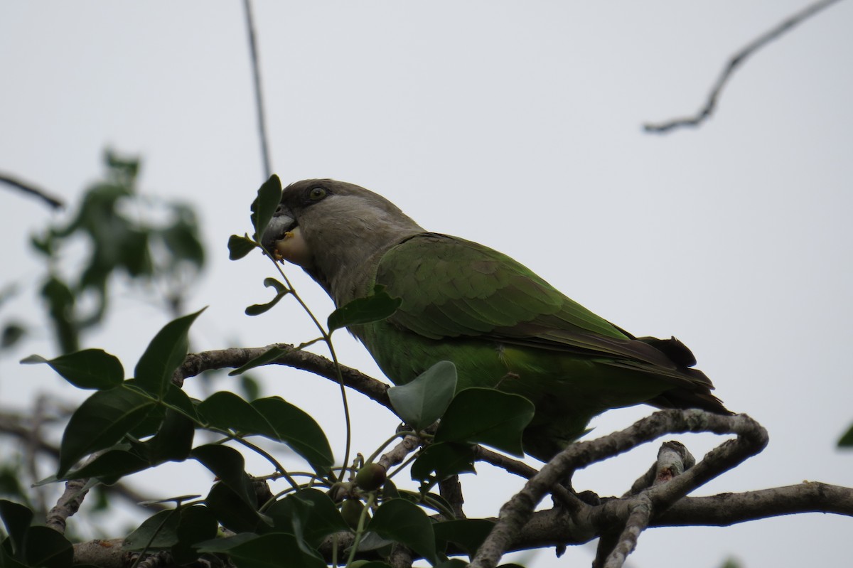 papoušek hnědohlavý - ML616049823