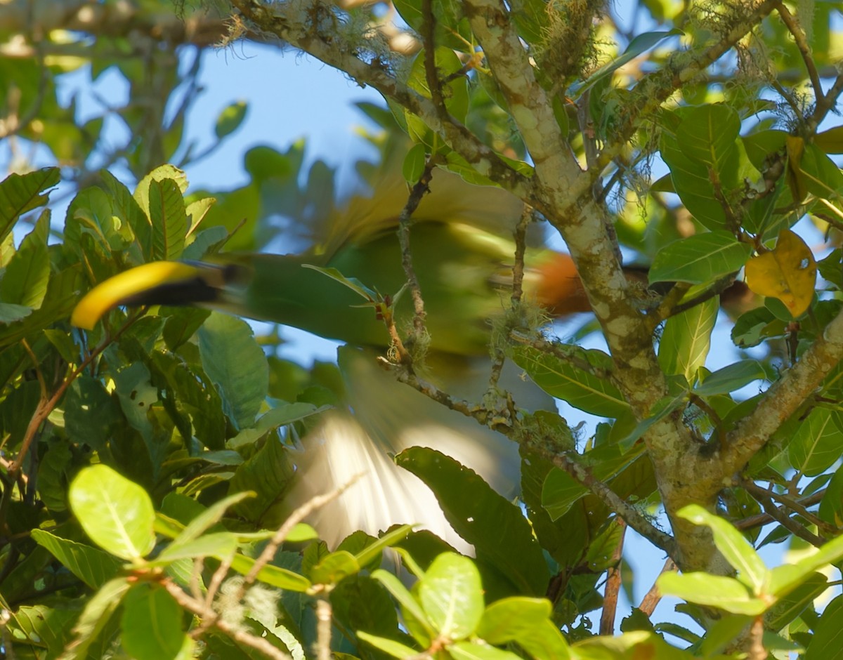 Northern Emerald-Toucanet (Wagler's) - ML616049825