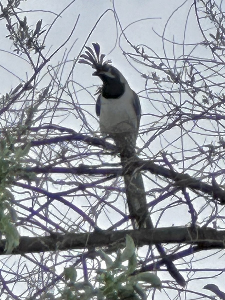 Black-throated Magpie-Jay - ML616050014