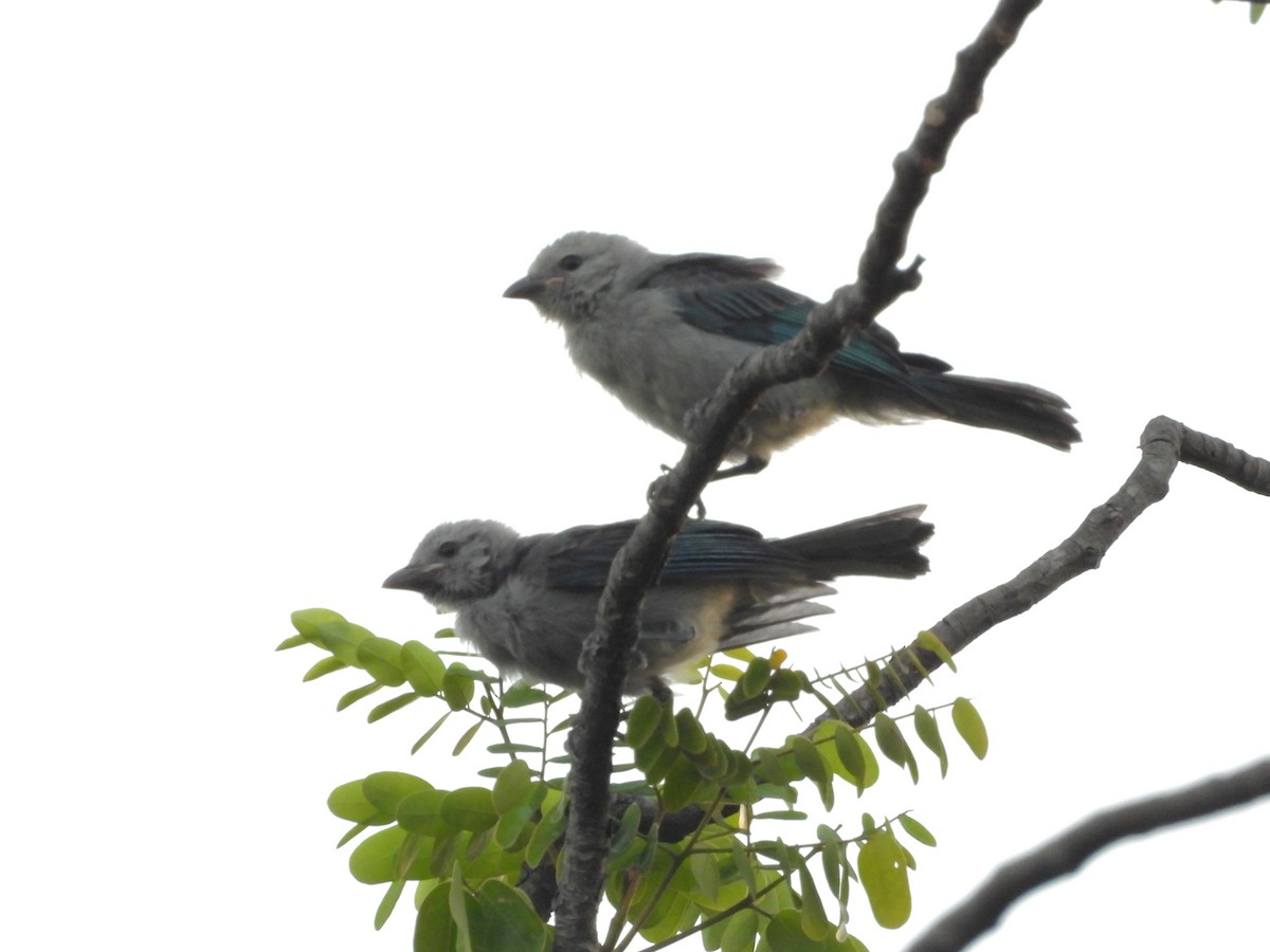 Blue-gray Tanager - ML616050050