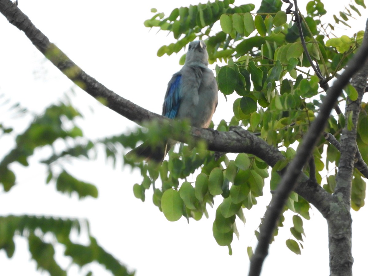 Blue-gray Tanager - ML616050051