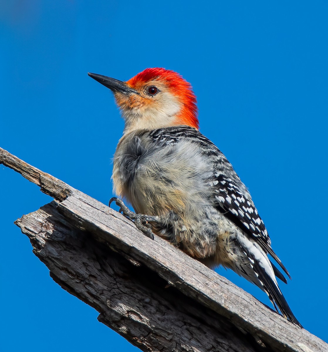 Red-bellied Woodpecker - ML616050060