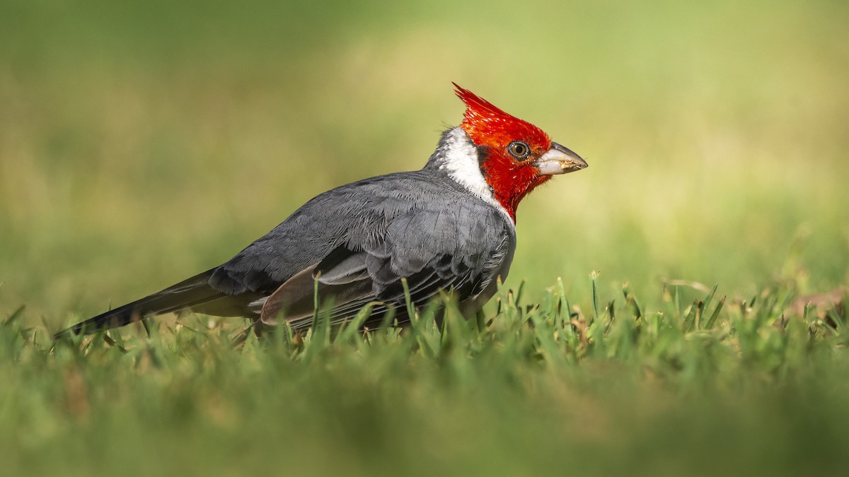 Red-crested Cardinal - ADRIAN GRILLI