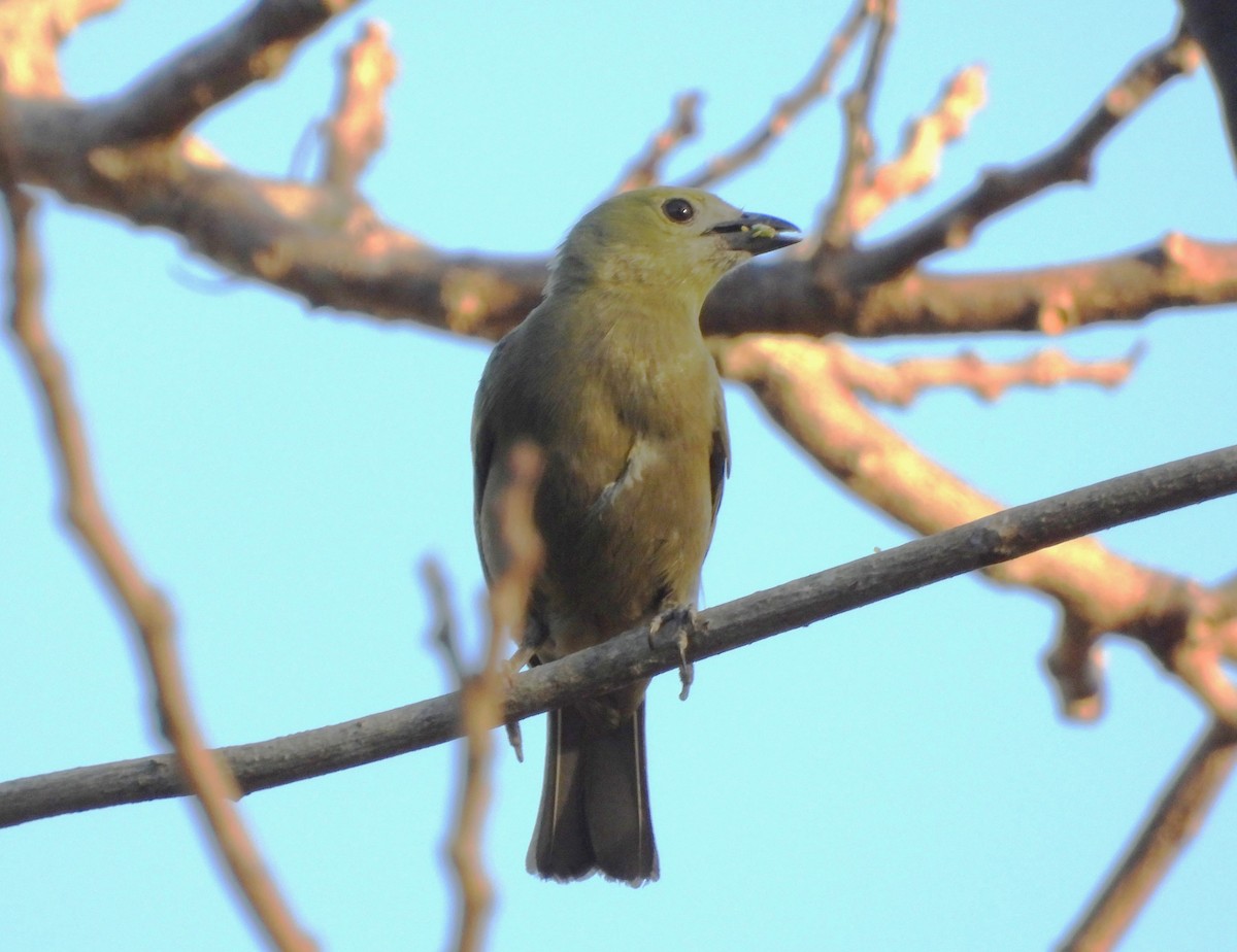 Plain-colored Tanager - ML616050432