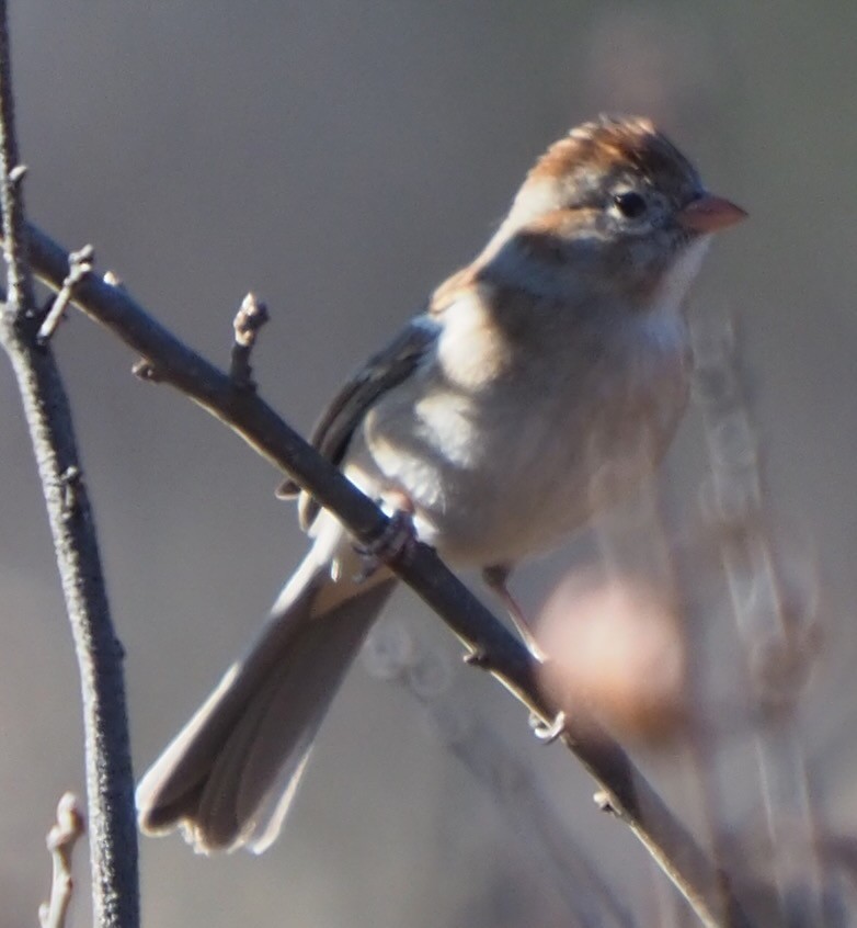 Field Sparrow - ML616050443