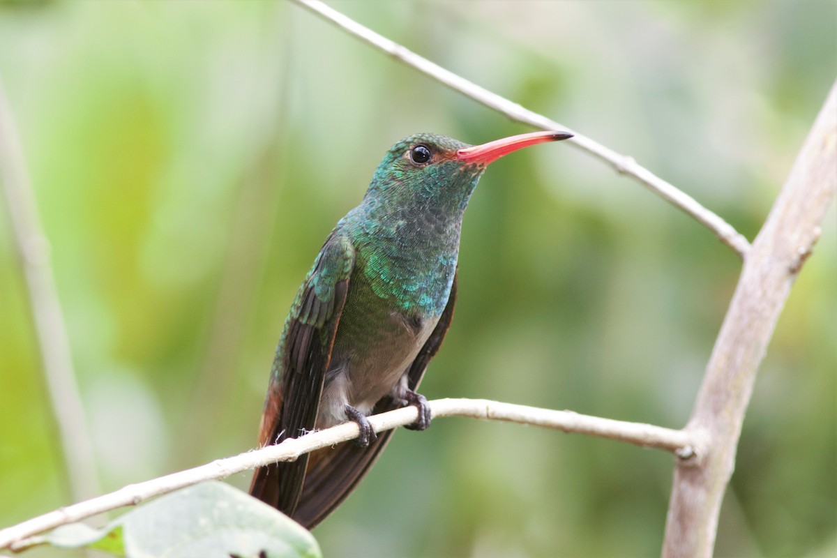 Rufous-tailed Hummingbird (Rufous-tailed) - ML616050654