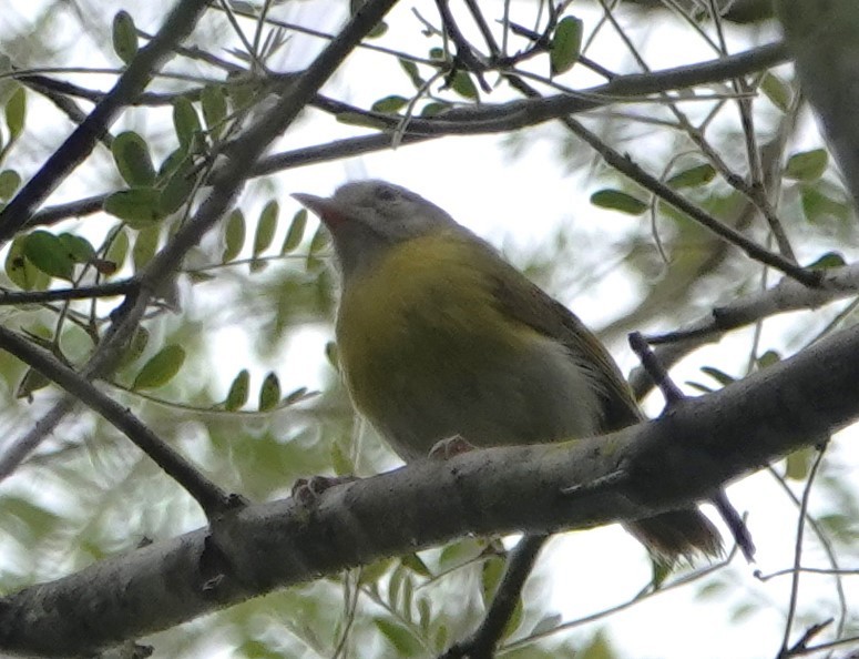 Ashy-headed Greenlet - Peter Blancher
