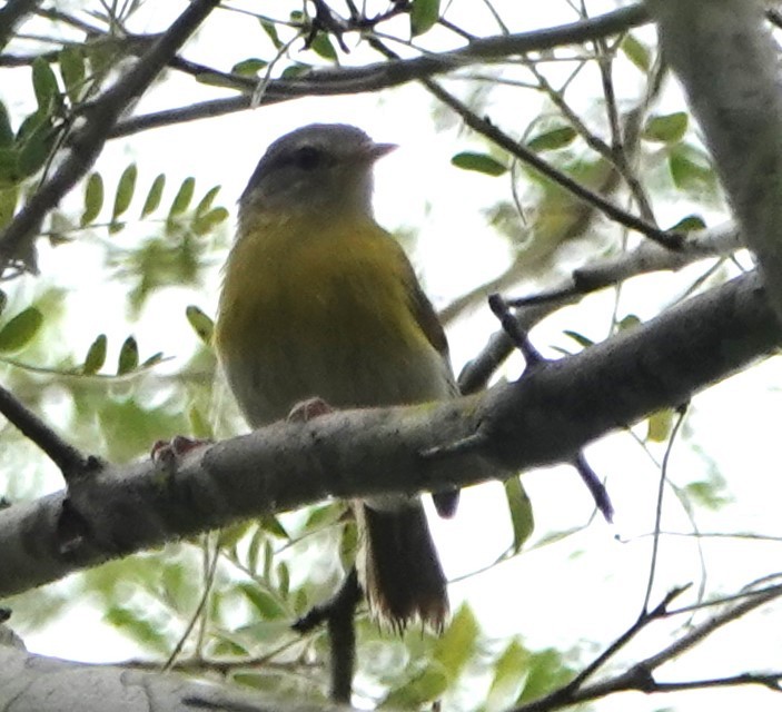 Ashy-headed Greenlet - Peter Blancher