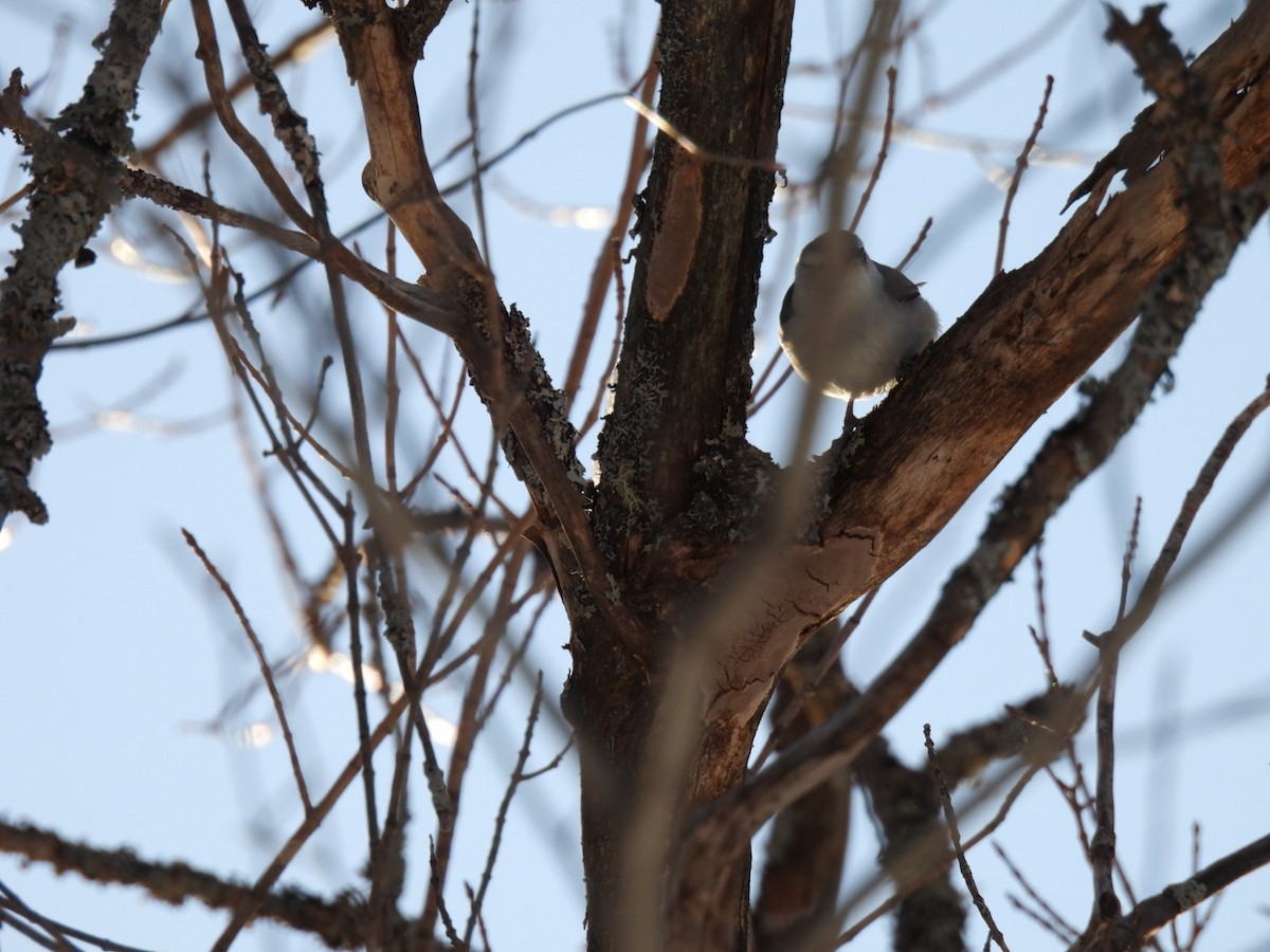 White-breasted Nuthatch - ML616050942