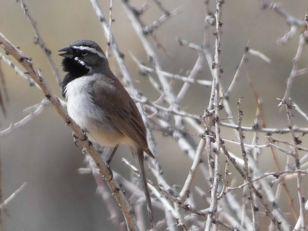 Black-throated Sparrow - bill franz